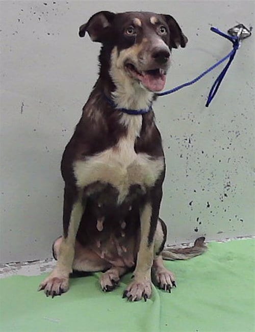 Photo of Dottie, adoptable Husky in Houston, Texas