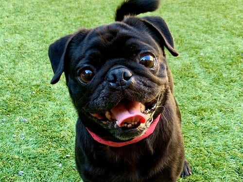 Photo of A554590, adoptable Pug in Moreno Valley, California