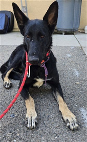 Photo of Shelly, adoptable German Shepherd Dog in Santa Maria, California