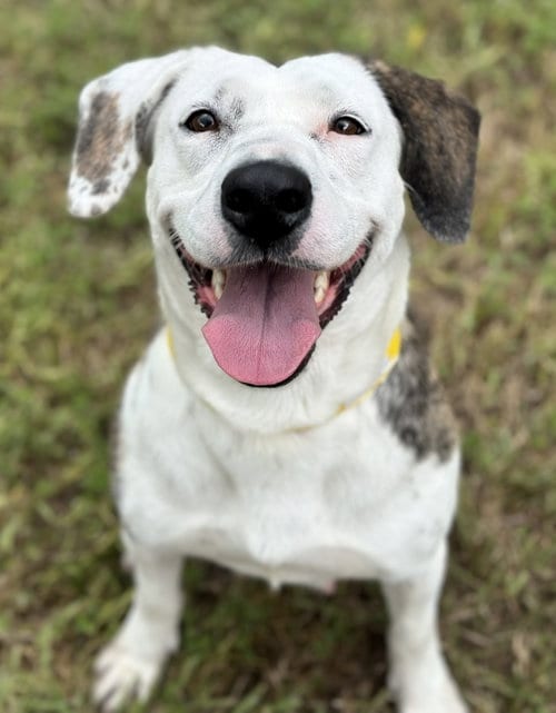 Photo of Jasmine, adoptable English Setter in Houston, Texas