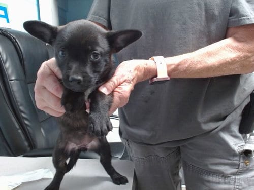 Photo of Soda, adoptable French Bulldog in Albuquerque, New Mexico