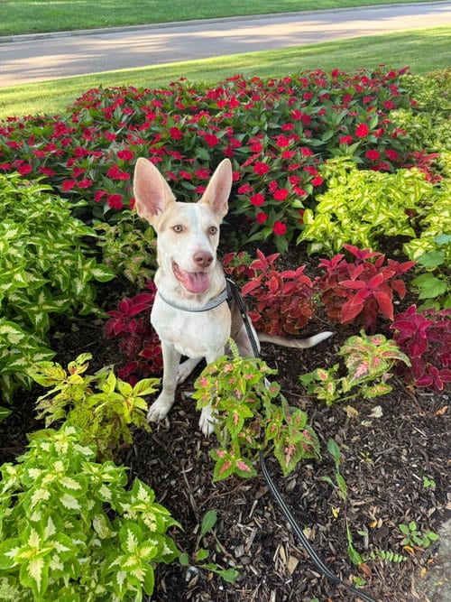Photo of Puppiccino, adoptable Husky in Germantown, Ohio