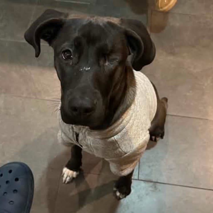 Photo of Marie Laveau, adoptable Bulldog / Mixed Breed (Medium) in Whitestone, New York