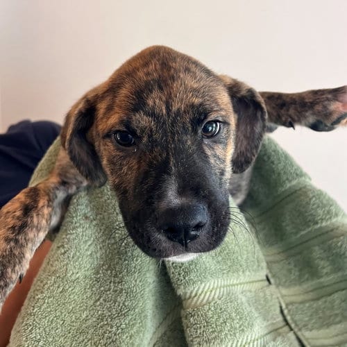 Photo of Ivan, adoptable Unknown breed in Rancho Santa Fe, California
