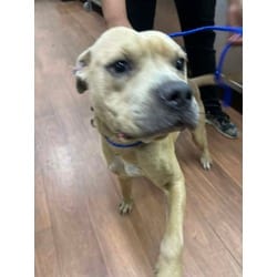 Photo of Buddy, adoptable American Pit Bull Terrier in Baton Rouge, Louisiana