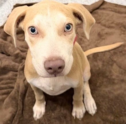 Photo of Achilles, adoptable Staffordshire Bull Terrier in Houston, Texas