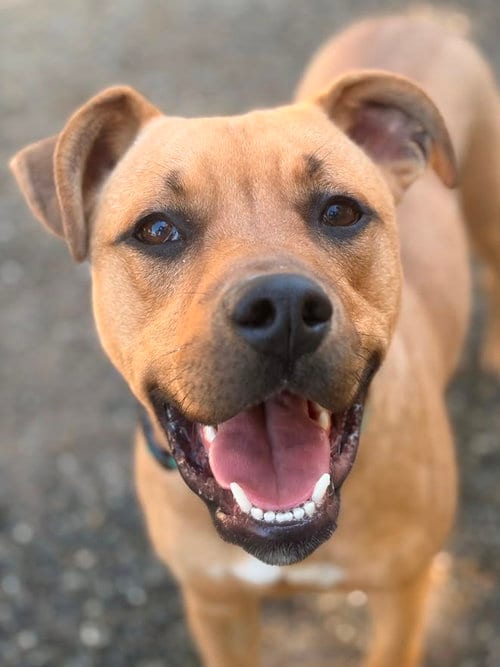 Photo of Pichu, adoptable Pit Bull Terrier in Woodland, California