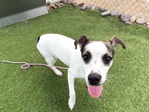Photo of Snoopy, adoptable Chihuahua in Phoenix, Arizona