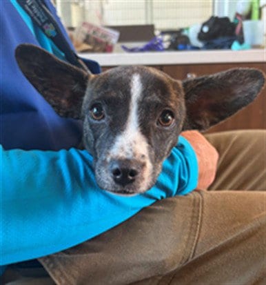 Photo of Rumi, adoptable Pit Bull Terrier in Houston, Texas