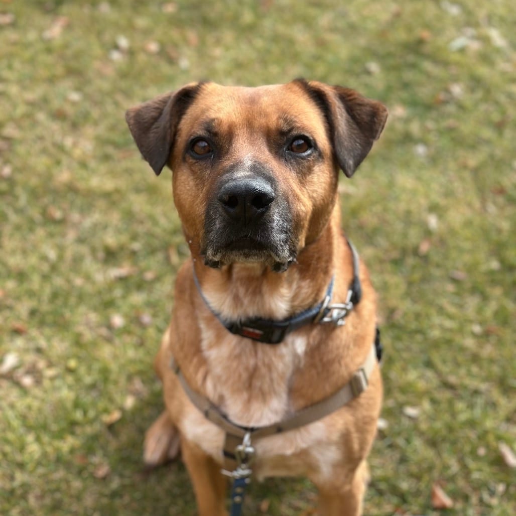 Photo of Freedom, adoptable Retriever, Labrador / Mix in Kanab, Utah