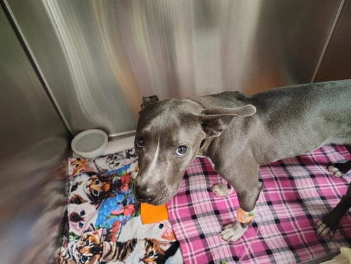 Photo of Ursula, adoptable American Pit Bull Terrier in Albuquerque, New Mexico