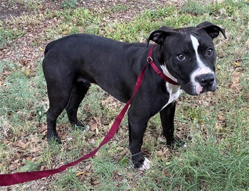 Photo of Baylor, adoptable American Pit Bull Terrier in Mesa, Arizona