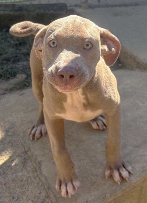 Photo of Shelby, adoptable Bulldog in Wetumpka, Alabama