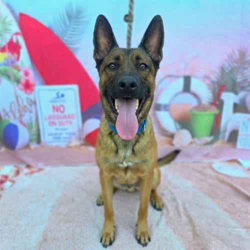 Photo of Fender, adoptable German Shepherd Dog in Long Beach, California