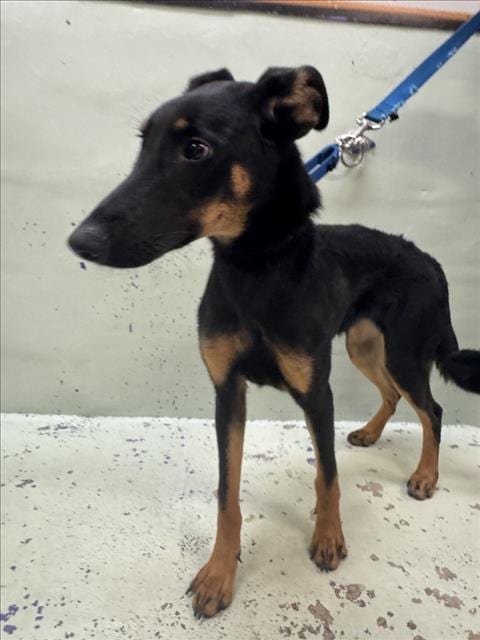 Photo of Garnet, adoptable German Shepherd Dog in Houston, Texas