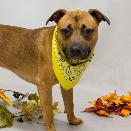Photo of Max, adoptable Terrier in Sanford, Florida