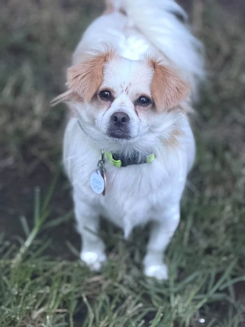 Photo of Ozzy, adoptable Chihuahua in Ashville, Ohio