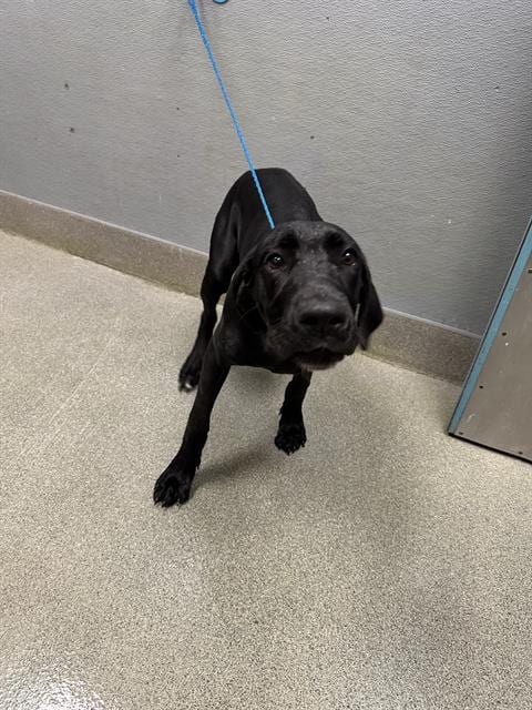 Photo of River, adoptable Great Dane in Las Vegas, Nevada