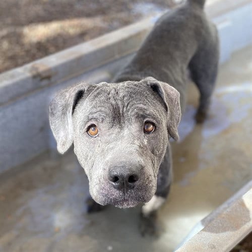 Photo of Birdie, adoptable American Pit Bull Terrier in Phoenix, Arizona