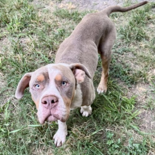 Photo of Buzz, adoptable Staffordshire Bull Terrier in Houston, Texas