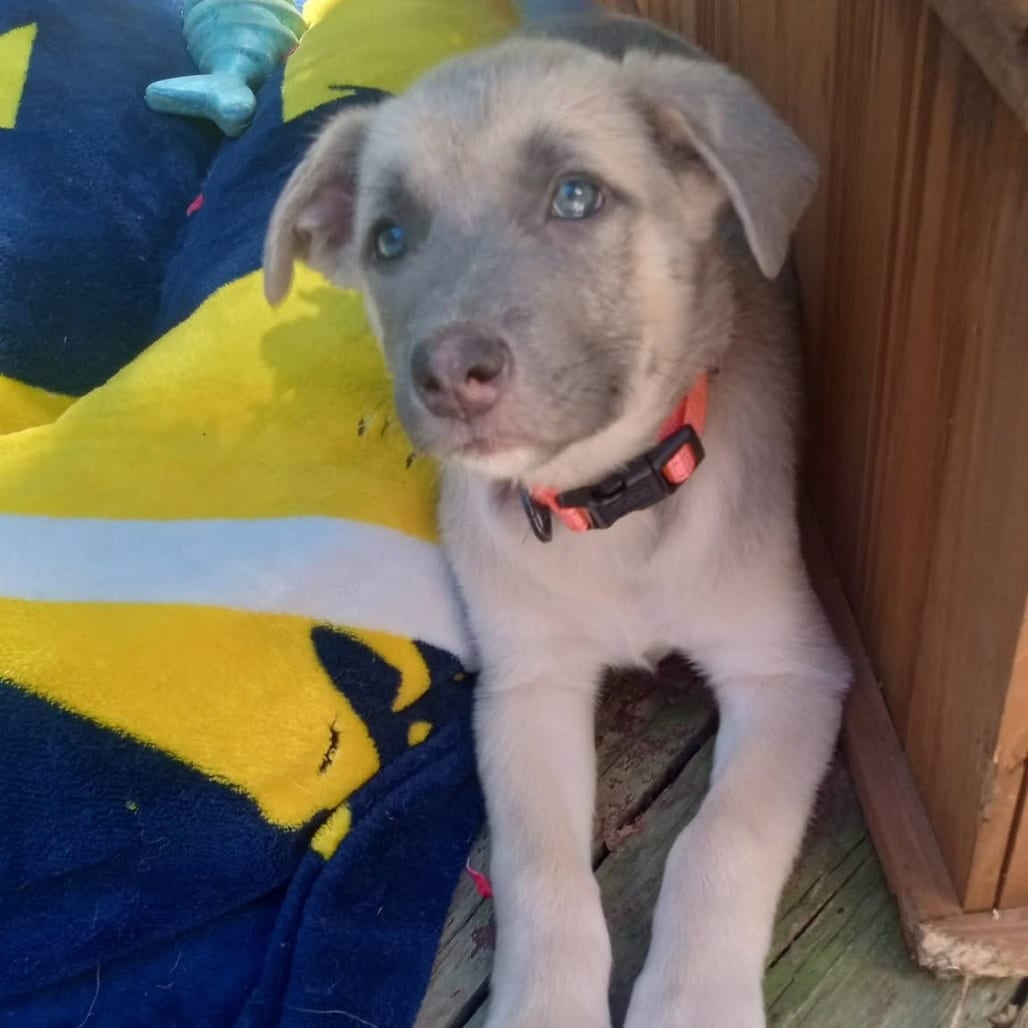 Photo of Alicent, adoptable Mixed Breed (Medium) in West Olive, Michigan