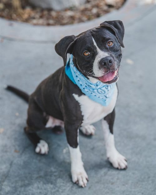 Photo of Binky, adoptable American Bulldog in Miami, Florida