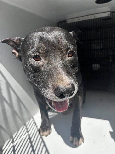 Photo of A662079, adoptable Labrador Retriever in Houston, Texas