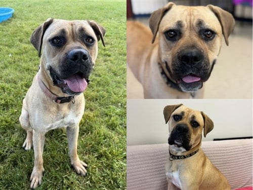Photo of Willow, adoptable Cane Corso Mastiff in Fort Wayne, Indiana