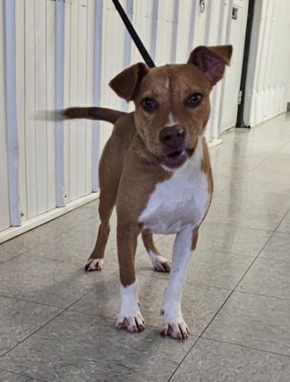 Photo of Zoe, adoptable Terrier/Mix in Freeport, Illinois