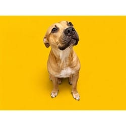 Photo of Titan, adoptable Terrier (Unknown Type, Medium) in Doral, Florida