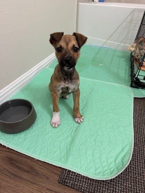Photo of Mustang, adoptable German Shepherd Dog in Pflugerville, Texas