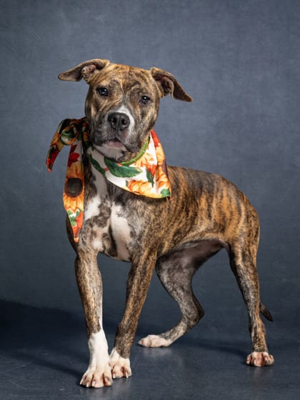Photo of Saffron, adoptable dog in Atlanta, Georgia