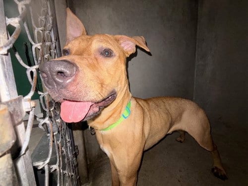 Photo of Mitch, adoptable Pit Bull Terrier in San Bernardino, California