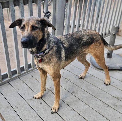 Photo of (Cheese) Laki, adoptable German Shepherd Dog in Denver, Colorado