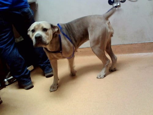 Photo of Queenie, adoptable Pit Bull Terrier in Martinez, California