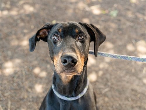 Photo of Gustav, adoptable Doberman Pinscher in Martinez, California
