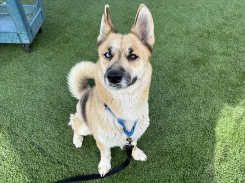 Photo of Fay, adoptable German Shepherd Dog in Los Angeles, California