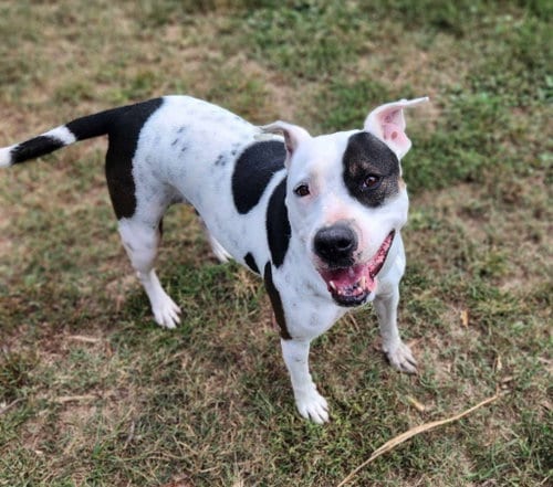 Photo of DELILAH(terrier), adoptable Unknown breed in Holbrook, New York