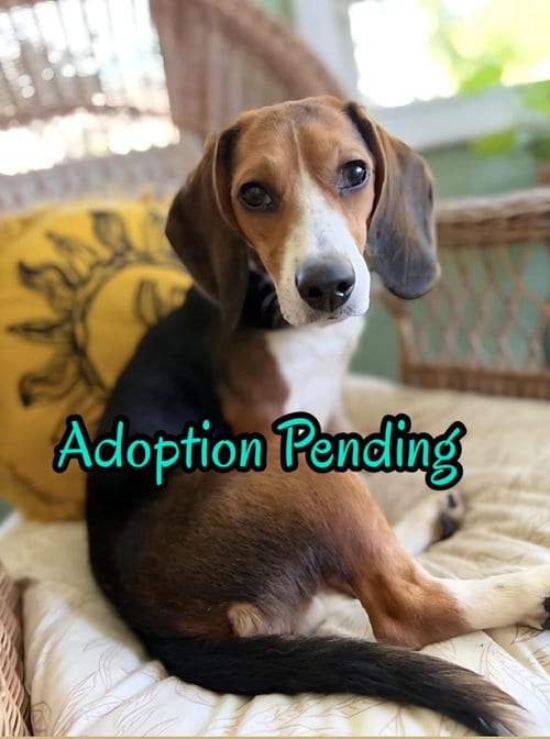 Photo of Iris, adoptable Beagle in Dunnellon, Florida