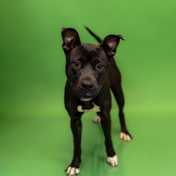 Photo of Mandy, adoptable Labrador cross in Lawrenceville, Georgia
