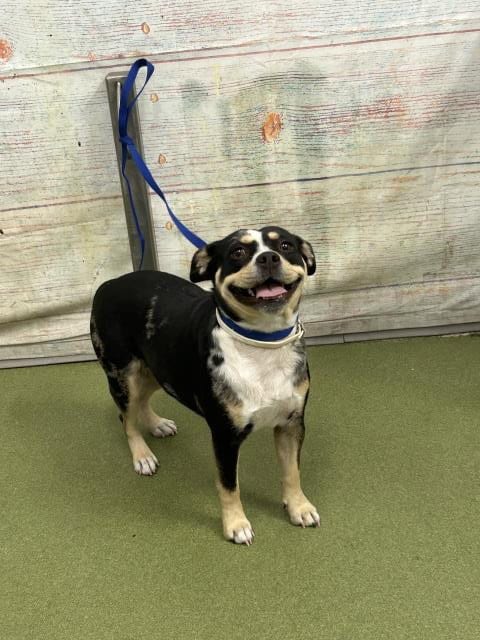 Photo of Sprout, adoptable French Bulldog in San Bernardino, California