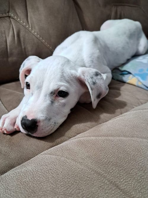 Photo of Oliver, adoptable Unknown breed (short coat) in Bay City, Michigan