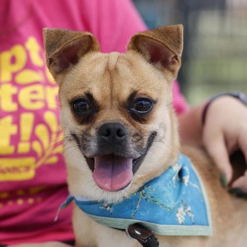 Photo of Jermey, adoptable Pug in San Antonio, Texas
