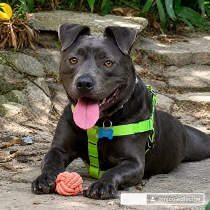 Photo of Snack Wrap, adoptable dog in Chamblee, Georgia