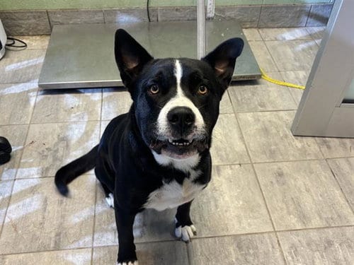 Photo of Tommy, adoptable American Staffordshire Terrier in Grand Prairie, Texas
