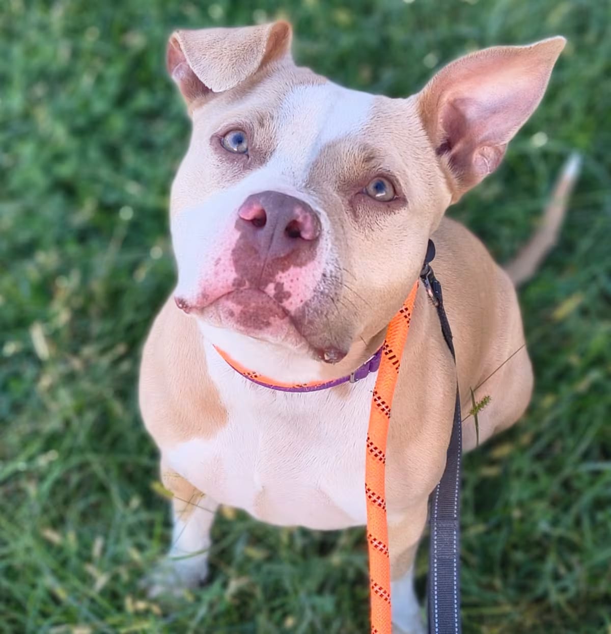 Photo of Pasta Salad, adoptable Mixed Breed (Large) in Edwardsville, Illinois