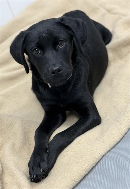 Photo of Fusilli, adoptable Labrador Retriever in Canfield, Ohio