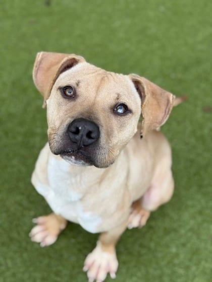Photo of Neal, adoptable dog in Atlanta, Georgia