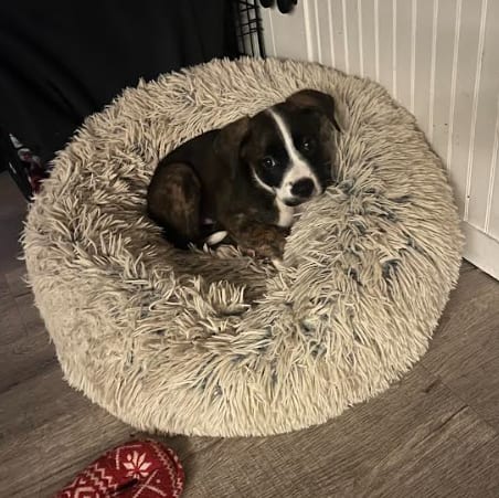 Photo of Milo, adoptable Boxer in San Diego, California