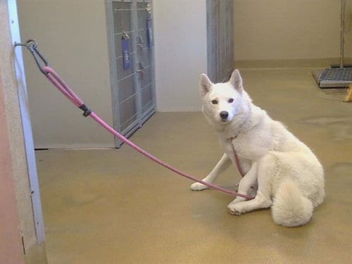 Photo of Strawberry, adoptable Siberian Husky in Sacramento, California